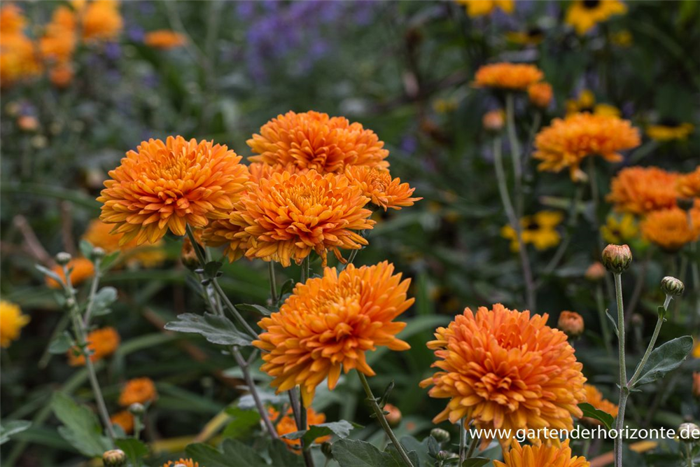 Chrysanthemum x hort.'Dixter Orange'