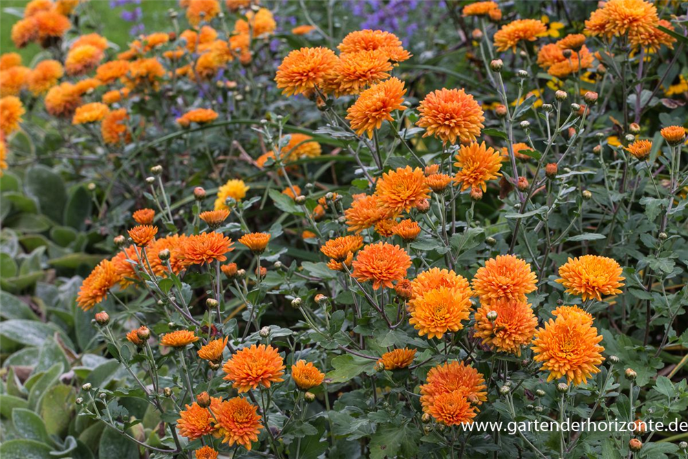 Chrysanthemum x hort.'Dixter Orange'