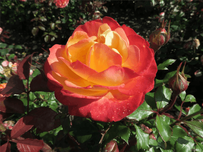 Rose 'Flaming Star' - Gartenglueck und Bluetenkunst - DerGartenMarkt.de - Pflanzen > Gartenpflanzen > Rosen > Beetrosen - DerGartenmarkt.de shop.dergartenmarkt.de