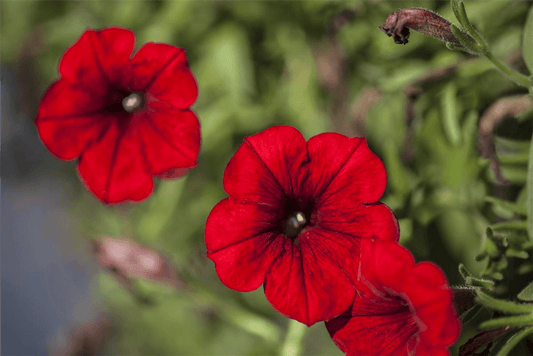 Hängepetunie 'Red' - Blumen Eber - Pflanzen > Balkonpflanzen & Kübelpflanzen > Sommerblumen - DerGartenmarkt.de shop.dergartenmarkt.de