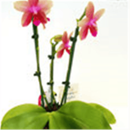 Phalaenopsis Liodoro - Gartenglueck und Bluetenkunst - DerGartenMarkt.de - Pflanzen > Zimmerpflanzen > Orchideen - DerGartenmarkt.de shop.dergartenmarkt.de