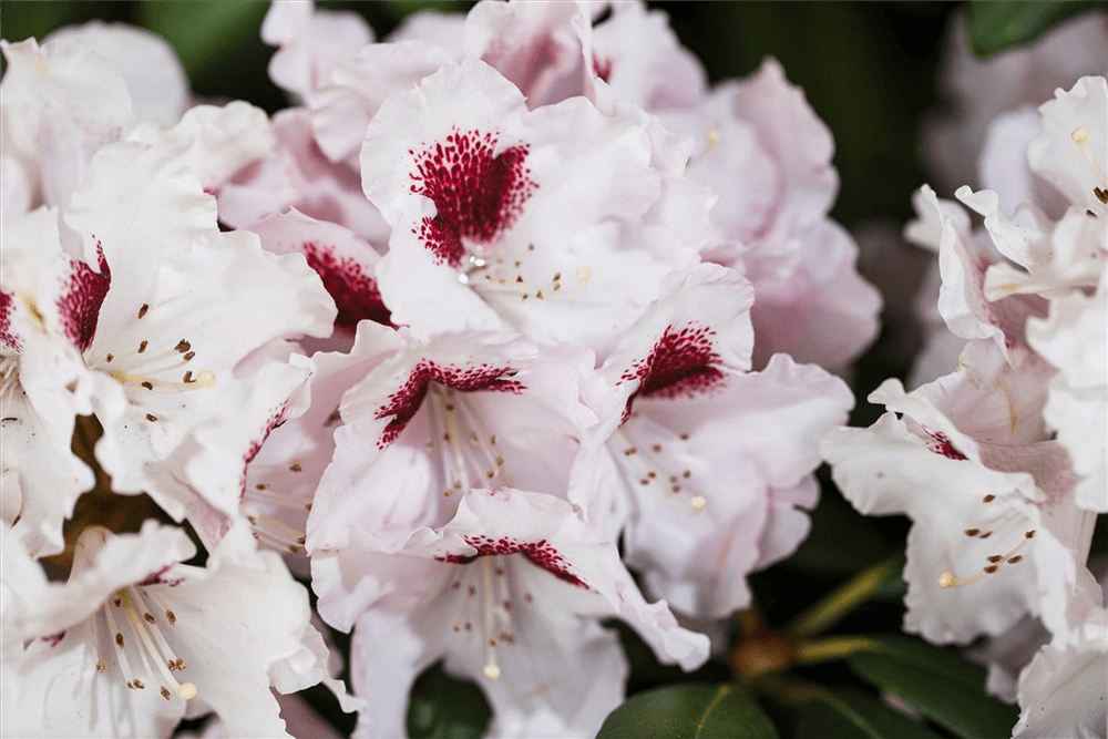 Rhododendron-Hybride 'Graffito'® - Gartenglueck und Bluetenkunst - DerGartenMarkt.de - Pflanzen > Gartenpflanzen > Rhododendron - DerGartenmarkt.de shop.dergartenmarkt.de