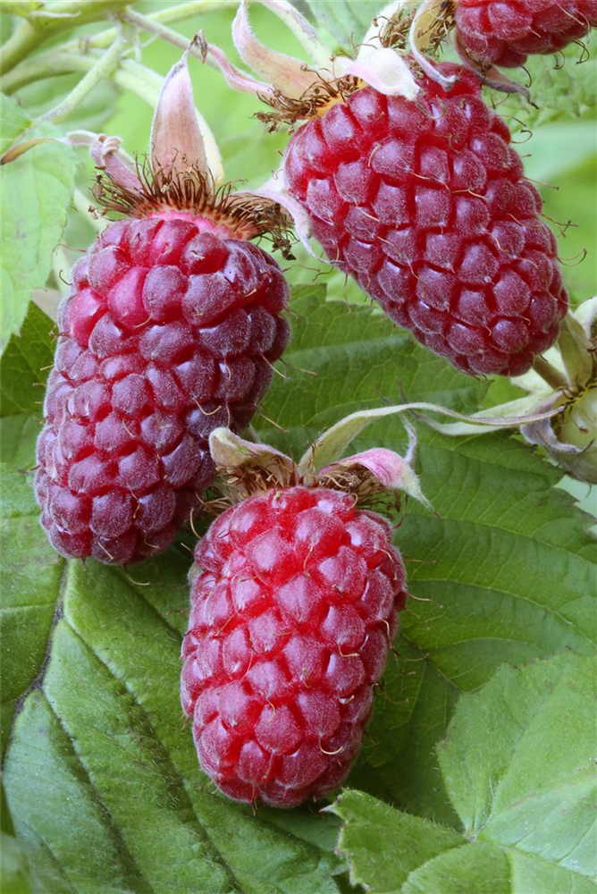 Rubus x 'Buckingham Tayberry' ® Fruchtbengel
