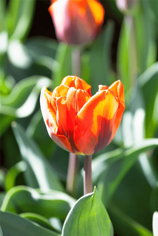 Tulpe 'Hermitage' - Blumen Eber - Pflanzen > Gartenpflanzen > Zwiebelpflanzen & Knollenpflanzen - DerGartenmarkt.de shop.dergartenmarkt.de