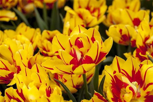10 Blumenzwiebel - Gefüllte frühe Tulpe 'Monsella'