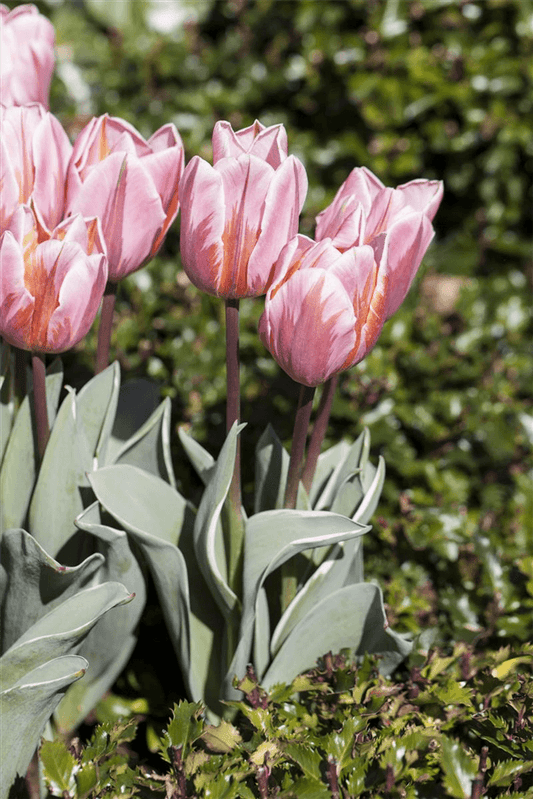 Tulpe 'Pretty Princess' - Blumen Eber - Pflanzen > Gartenpflanzen > Zwiebelpflanzen & Knollenpflanzen - DerGartenmarkt.de shop.dergartenmarkt.de