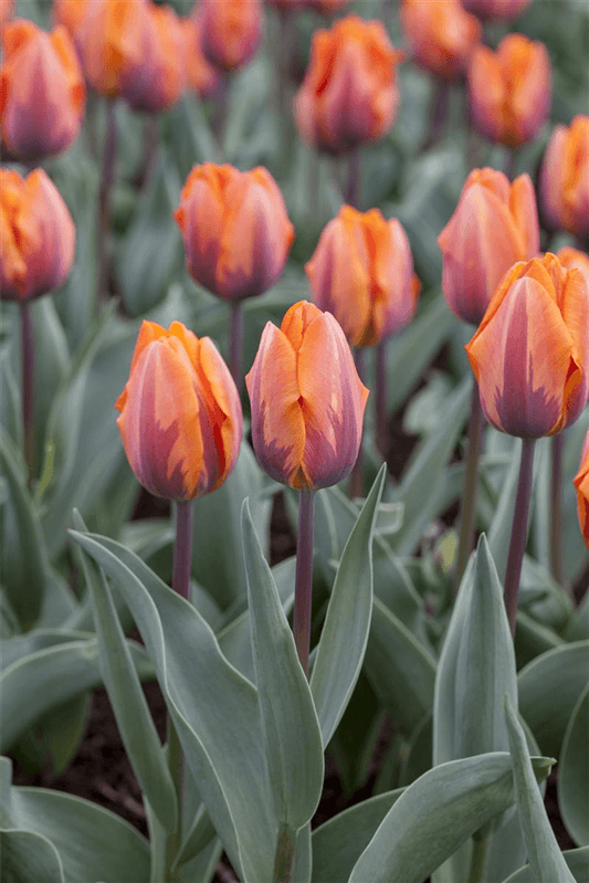Tulpe 'Prinses Irene' - Blumen Eber - Pflanzen > Gartenpflanzen > Zwiebelpflanzen & Knollenpflanzen - DerGartenmarkt.de shop.dergartenmarkt.de