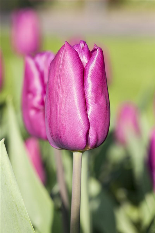 10 Blumenzwiebel - Tulpe 'Purple Prince'