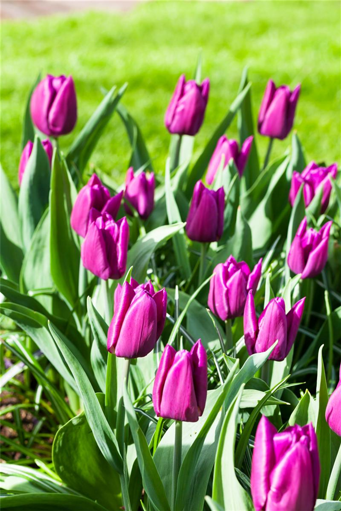 10 Blumenzwiebel - Tulpe 'Purple Prince'