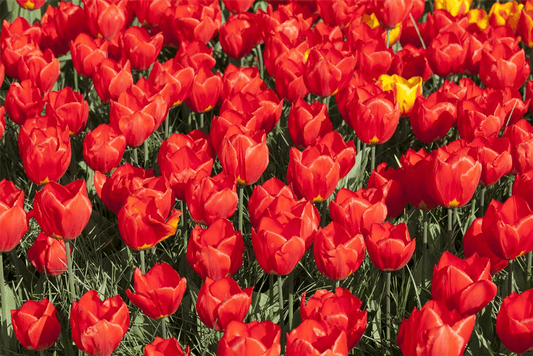 Tulpe 'Red Paradise' - Blumen Eber - Pflanzen > Gartenpflanzen > Zwiebelpflanzen & Knollenpflanzen - DerGartenmarkt.de shop.dergartenmarkt.de