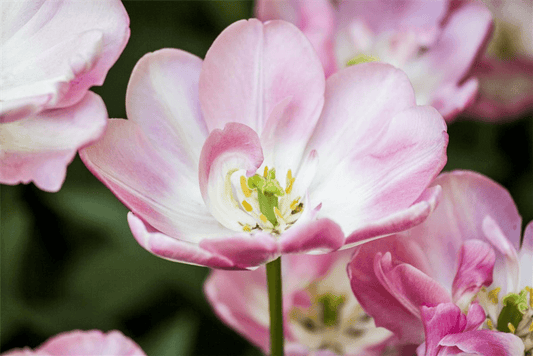 Tulpe 'Upstar Double Late' - Blumen Eber - Pflanzen > Gartenpflanzen > Zwiebelpflanzen & Knollenpflanzen - DerGartenmarkt.de shop.dergartenmarkt.de