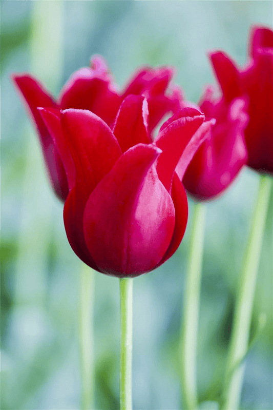 Tulpe 'Rotkäppchen' - Blumen Eber - Pflanzen > Gartenpflanzen > Zwiebelpflanzen & Knollenpflanzen - DerGartenmarkt.de shop.dergartenmarkt.de