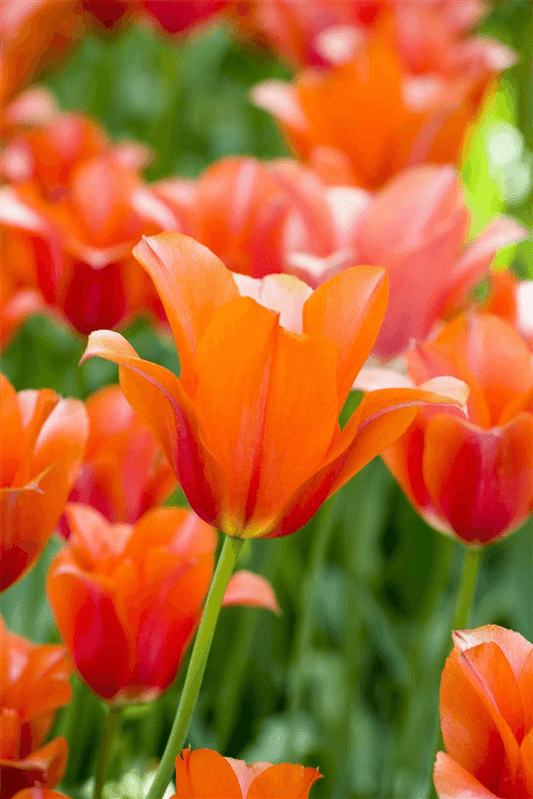 Tulpe 'Orange van Eijk' - Blumen Eber - Pflanzen > Gartenpflanzen > Zwiebelpflanzen & Knollenpflanzen - DerGartenmarkt.de shop.dergartenmarkt.de