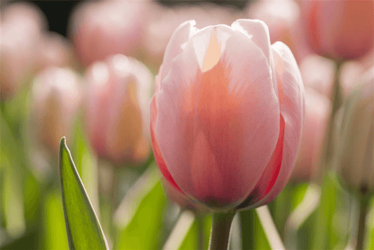 Tulpe 'Mystic van Eijk' - Blumen Eber - Pflanzen > Gartenpflanzen > Zwiebelpflanzen & Knollenpflanzen - DerGartenmarkt.de shop.dergartenmarkt.de