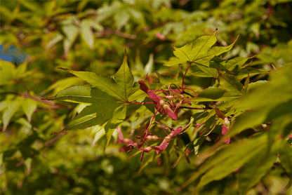 Acer palmatum 'Osakazuki' - Gartenglueck und Bluetenkunst - DerGartenMarkt.de - Pflanzen > Gartenpflanzen > Laubgehölze - DerGartenmarkt.de shop.dergartenmarkt.de