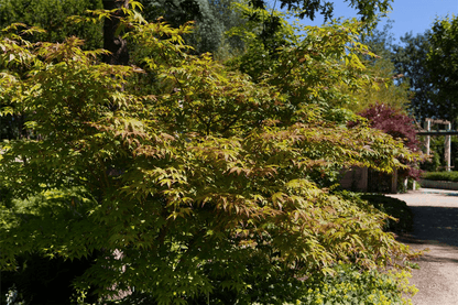 Acer palmatum 'Osakazuki' - Gartenglueck und Bluetenkunst - DerGartenMarkt.de - Pflanzen > Gartenpflanzen > Laubgehölze - DerGartenmarkt.de shop.dergartenmarkt.de