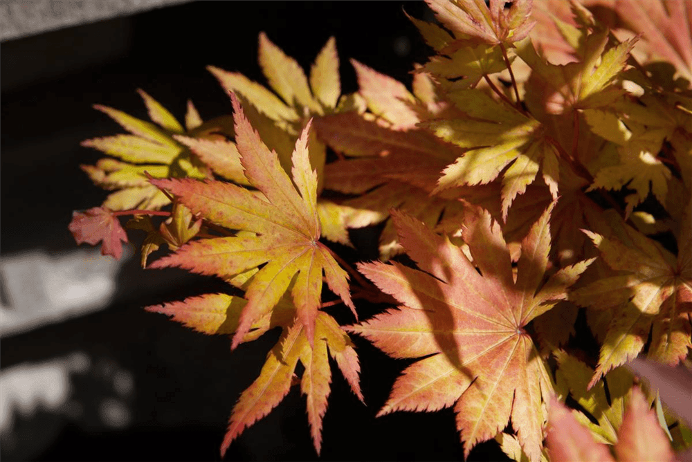 Acer shirasawanum 'Autumn Moon' - Gartenglueck und Bluetenkunst - DerGartenMarkt.de - Pflanzen > Gartenpflanzen > Laubgehölze - DerGartenmarkt.de shop.dergartenmarkt.de