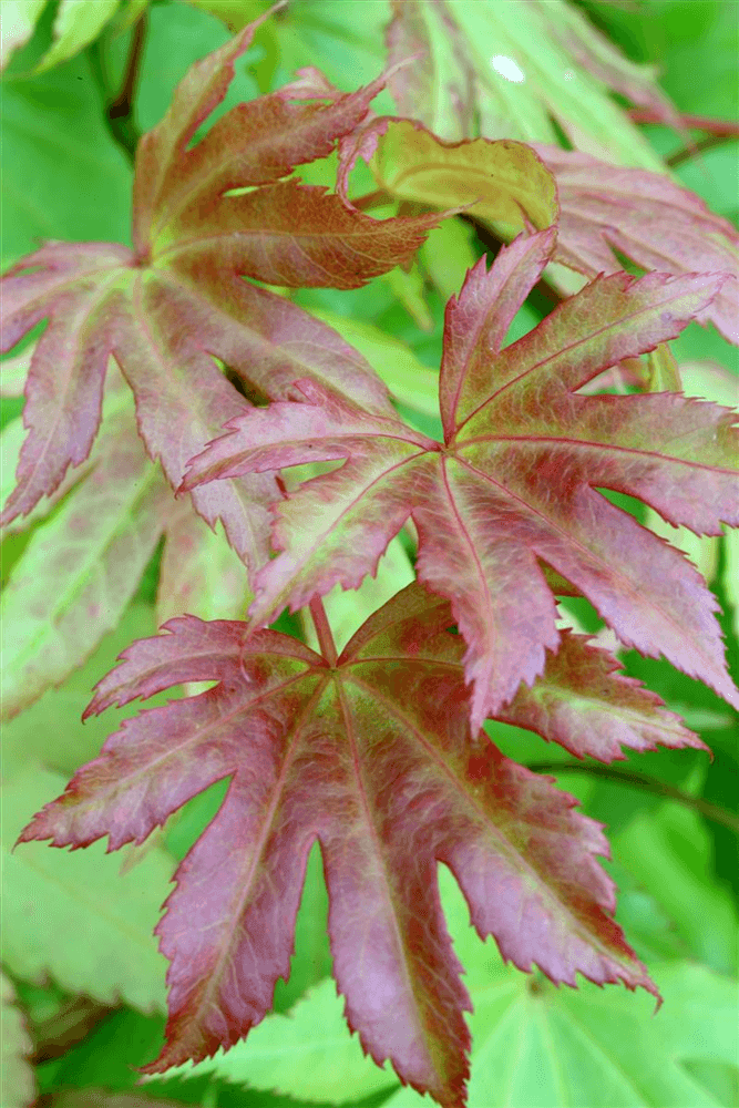 Acer shirasawanum 'Autumn Moon' - Gartenglueck und Bluetenkunst - DerGartenMarkt.de - Pflanzen > Gartenpflanzen > Laubgehölze - DerGartenmarkt.de shop.dergartenmarkt.de