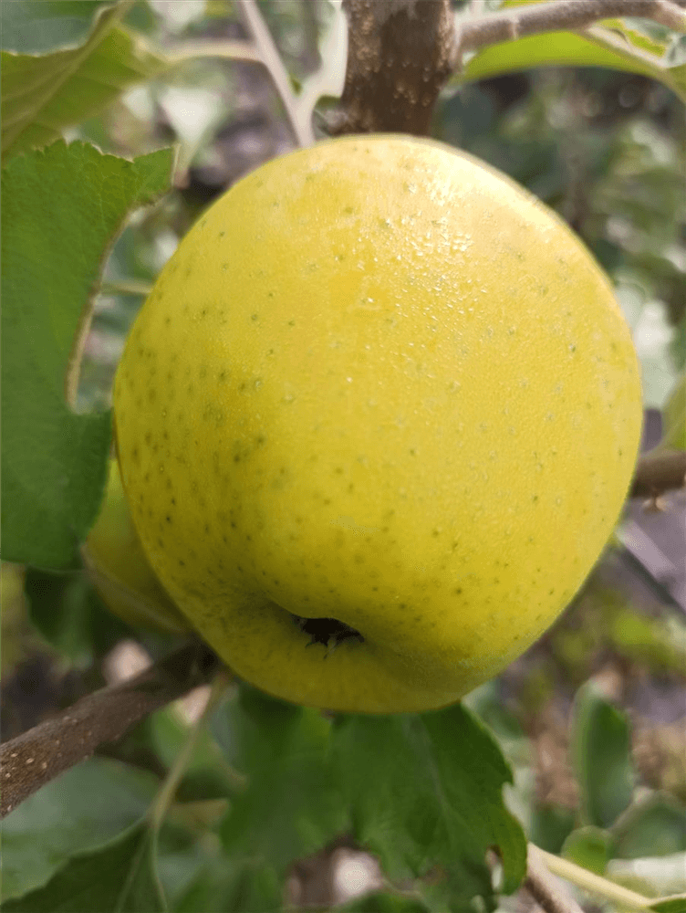 Apfel 'Ananasrenette' - Gartenglueck und Bluetenkunst - DerGartenMarkt.de - Obst > Kern- und Steinobst > Äpfel - DerGartenmarkt.de shop.dergartenmarkt.de