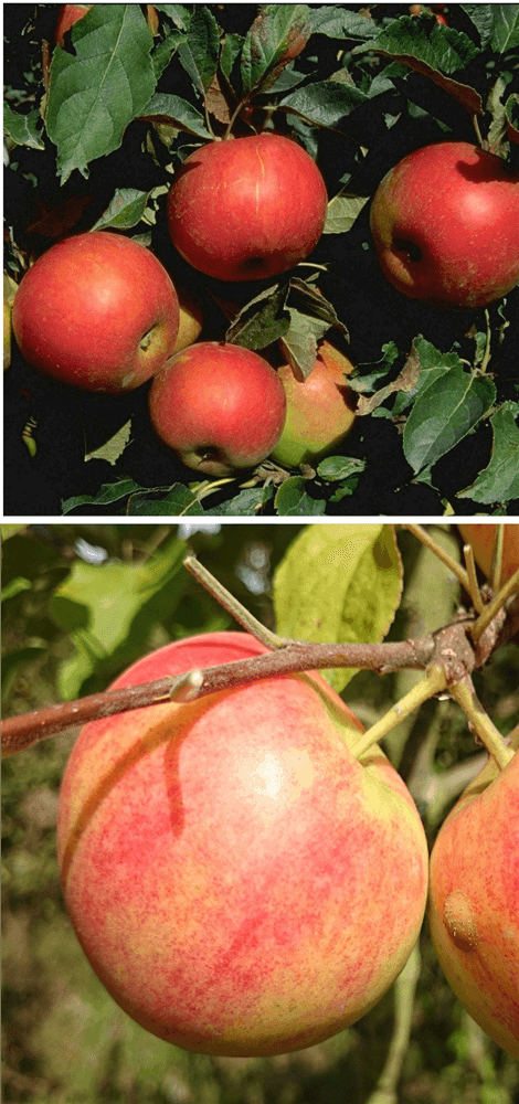 Apfel DUO 'Idared/Geheimrat Oldenburg' - Gartenglueck und Bluetenkunst - DerGartenMarkt.de - Obst > Kern- und Steinobst > Äpfel - DerGartenmarkt.de shop.dergartenmarkt.de