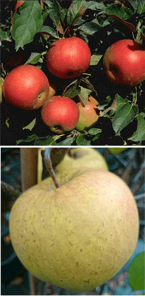 Apfel DUO 'Idared/Gehrers Rambur' - Gartenglueck und Bluetenkunst - DerGartenMarkt.de - Obst > Kern- und Steinobst > Äpfel - DerGartenmarkt.de shop.dergartenmarkt.de