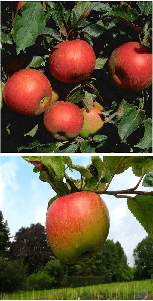 Apfel DUO 'Idared/Juwel von Kirchwerder' - Gartenglueck und Bluetenkunst - DerGartenMarkt.de - Obst > Kern- und Steinobst > Äpfel - DerGartenmarkt.de shop.dergartenmarkt.de