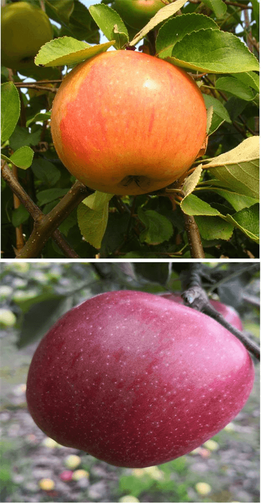 Apfel DUO 'James Grieve/Braeburn' - Gartenglueck und Bluetenkunst - DerGartenMarkt.de - Obst > Kern- und Steinobst > Äpfel - DerGartenmarkt.de shop.dergartenmarkt.de