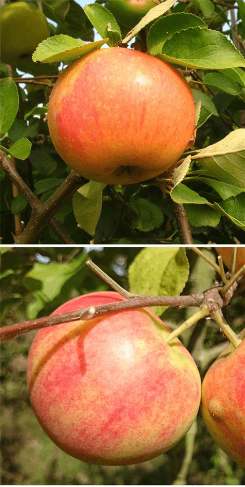 Apfel DUO 'James Grieve/Geheimrat Oldenburg' - Gartenglueck und Bluetenkunst - DerGartenMarkt.de - Obst > Kern- und Steinobst > Äpfel - DerGartenmarkt.de shop.dergartenmarkt.de