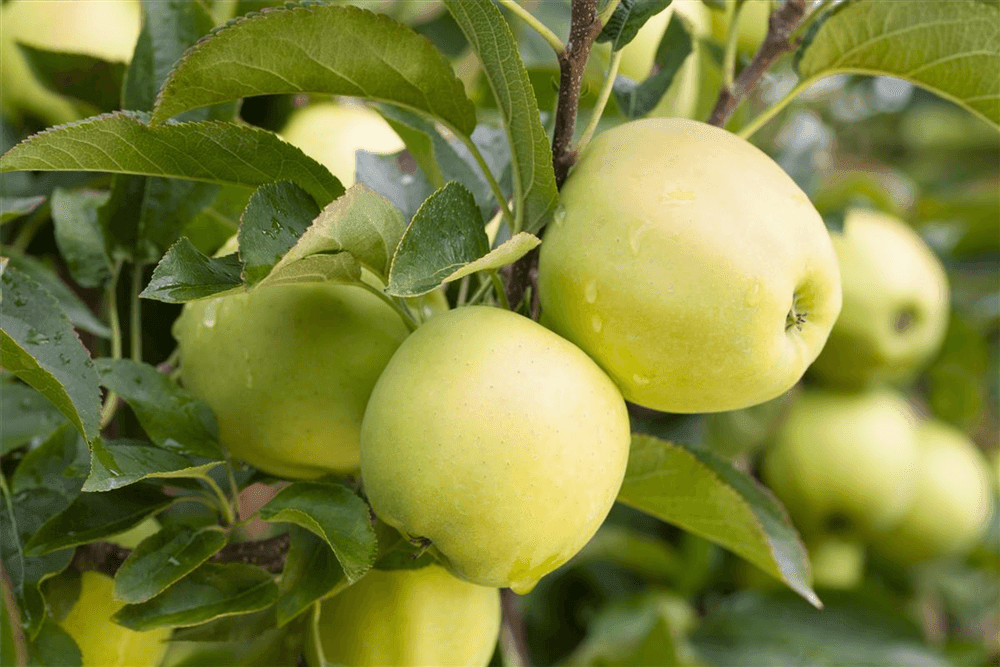 Apfel 'Golden Delicious' - Gartenglueck und Bluetenkunst - DerGartenMarkt.de - Obst > Kern- und Steinobst > Äpfel - DerGartenmarkt.de shop.dergartenmarkt.de