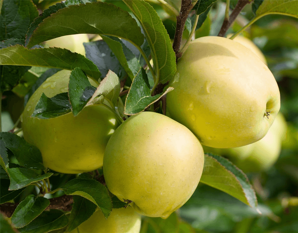 Apfel 'Golden Delicious' - Gartenglueck und Bluetenkunst - DerGartenMarkt.de - Obst > Kern- und Steinobst > Äpfel - DerGartenmarkt.de shop.dergartenmarkt.de