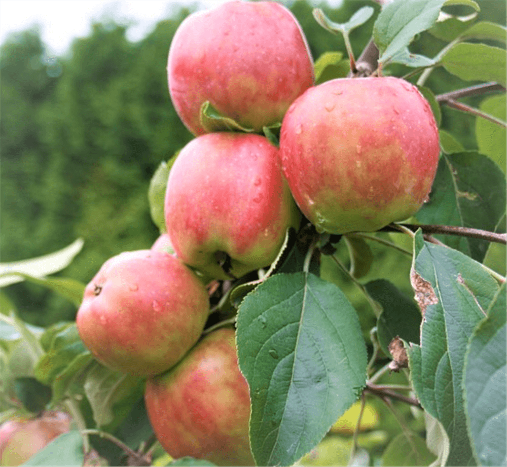 Apfel 'Gravensteiner' - Gartenglueck und Bluetenkunst - DerGartenMarkt.de - Obst > Kern- und Steinobst > Äpfel - DerGartenmarkt.de shop.dergartenmarkt.de