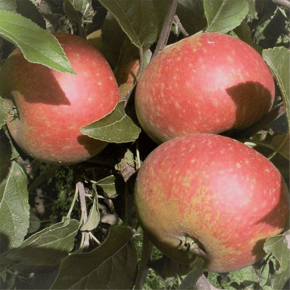 Apfel 'Ingrid Marie' - Gartenglueck und Bluetenkunst - DerGartenMarkt.de - Obst > Kern- und Steinobst > Äpfel - DerGartenmarkt.de shop.dergartenmarkt.de