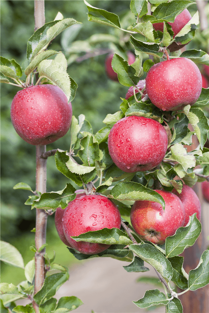 Apfel 'Jonagold' - Gartenglueck und Bluetenkunst - DerGartenMarkt.de - Obst > Kern- und Steinobst > Äpfel - DerGartenmarkt.de shop.dergartenmarkt.de