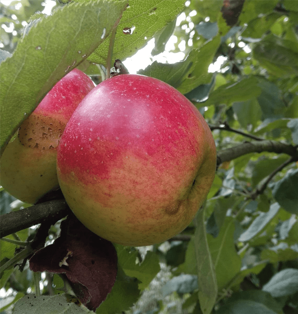 Apfel 'Juwel von Kirchwerder' - Gartenglueck und Bluetenkunst - DerGartenMarkt.de - Obst > Kern- und Steinobst > Äpfel - DerGartenmarkt.de shop.dergartenmarkt.de