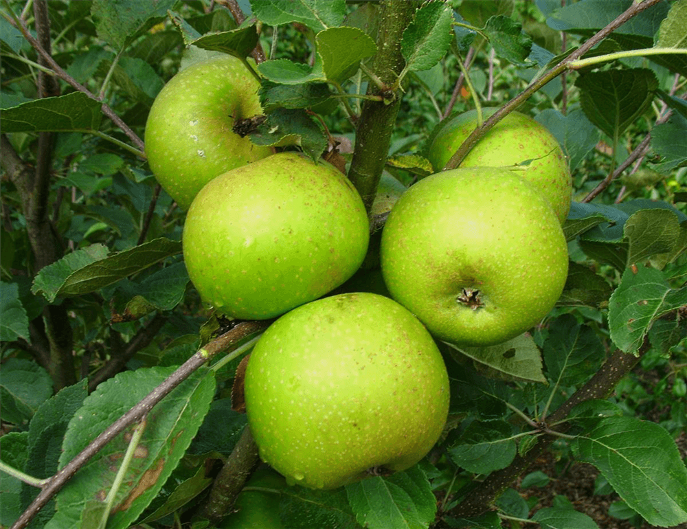 Apfel 'Kasseler Renette' - Gartenglueck und Bluetenkunst - DerGartenMarkt.de - Obst > Kern- und Steinobst > Äpfel - DerGartenmarkt.de shop.dergartenmarkt.de