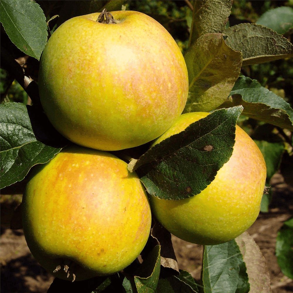 Apfel 'Osnabrücker Renette' - Gartenglueck und Bluetenkunst - DerGartenMarkt.de - Obst > Kern- und Steinobst > Äpfel - DerGartenmarkt.de shop.dergartenmarkt.de