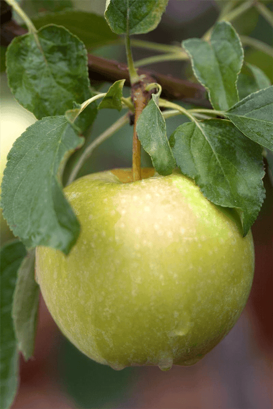 Apfel 'Pinova'(s) - Gartenglueck und Bluetenkunst - DerGartenMarkt.de - Obst > Kern- und Steinobst > Äpfel - DerGartenmarkt.de shop.dergartenmarkt.de