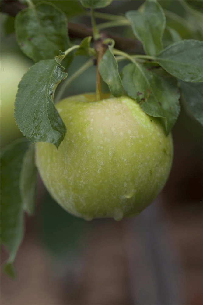 Apfel 'Pinova'(s) - Gartenglueck und Bluetenkunst - DerGartenMarkt.de - Obst > Kern- und Steinobst > Äpfel - DerGartenmarkt.de shop.dergartenmarkt.de