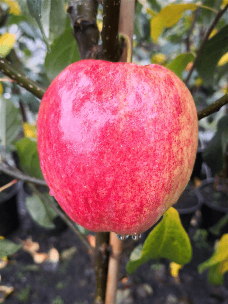 Apfel 'Rewena'(s) - Gartenglueck und Bluetenkunst - DerGartenMarkt.de - Obst > Kern- und Steinobst > Äpfel - DerGartenmarkt.de shop.dergartenmarkt.de