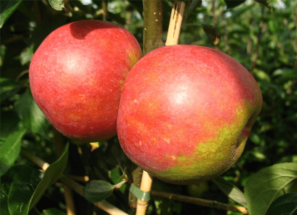 Apfel 'Roter Boskoop' - Gartenglueck und Bluetenkunst - DerGartenMarkt.de - Obst > Kern- und Steinobst > Äpfel - DerGartenmarkt.de shop.dergartenmarkt.de
