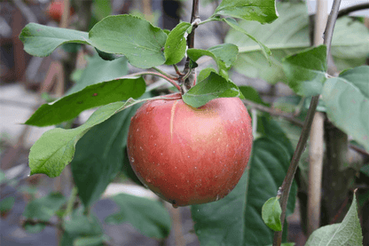 Apfel 'Roter Gravensteiner' - Gartenglueck und Bluetenkunst - DerGartenMarkt.de - Obst > Kern- und Steinobst > Äpfel - DerGartenmarkt.de shop.dergartenmarkt.de