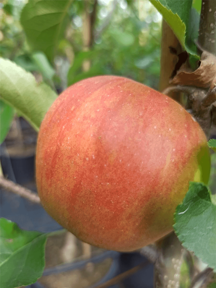 Apfel 'Rubinette Rosso'® - Gartenglueck und Bluetenkunst - DerGartenMarkt.de - Obst > Kern- und Steinobst > Äpfel - DerGartenmarkt.de shop.dergartenmarkt.de