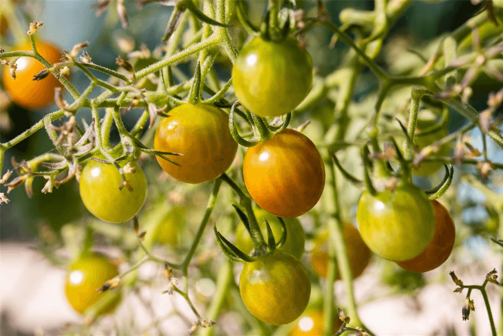 Balkon-Cherrytomate 'Tom Yellow' - Volmary - Pflanzen > Saatgut > Gemüsesamen > Tomatensamen - DerGartenmarkt.de shop.dergartenmarkt.de