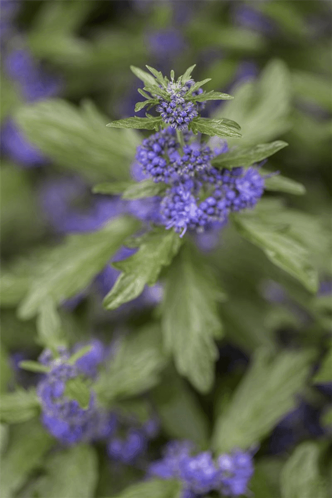 Bartblume 'Kew Blue' - Gartenglueck und Bluetenkunst - DerGartenMarkt.de - Pflanzen > Gartenpflanzen > Laubgehölze - DerGartenmarkt.de shop.dergartenmarkt.de