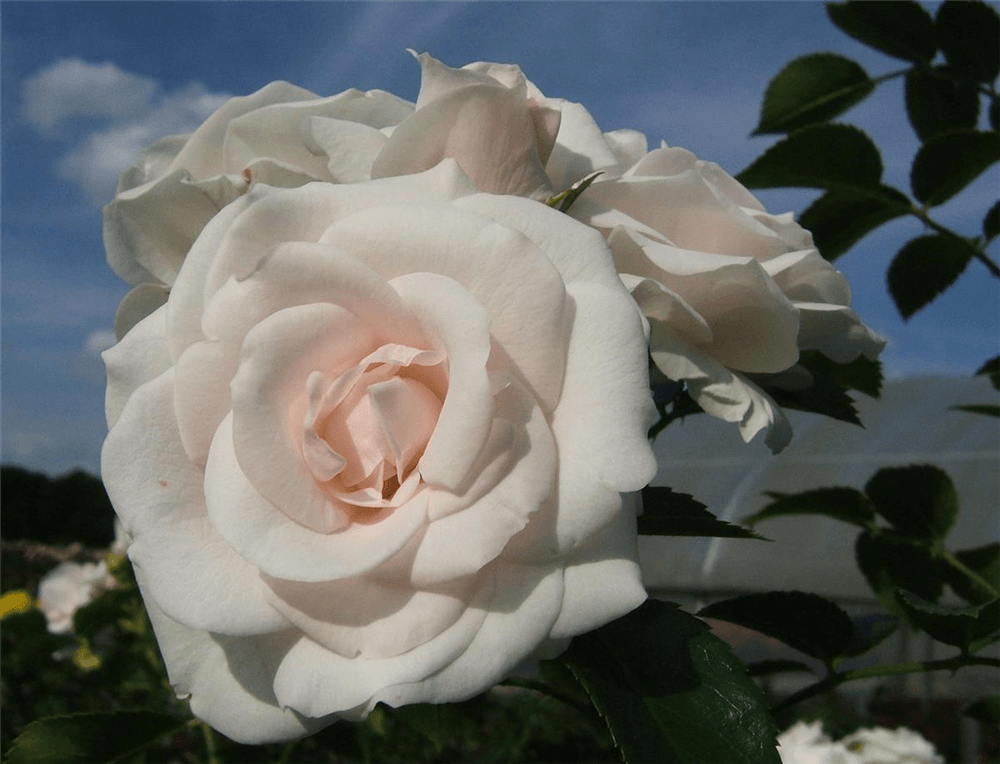 Beetrose 'Aspirin-Rose'® - Gartenglueck und Bluetenkunst - DerGartenMarkt.de - Pflanzen > Gartenpflanzen > Rosen > Beetrosen - DerGartenmarkt.de shop.dergartenmarkt.de
