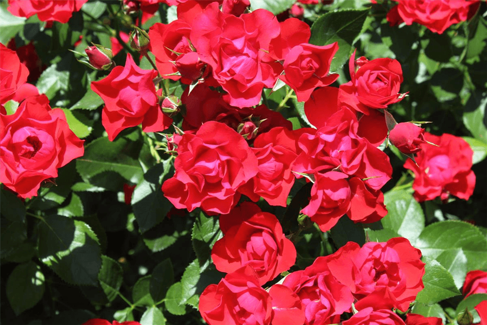 Beetrose 'Black Forest Rose'® - Gartenglueck und Bluetenkunst - DerGartenMarkt.de - Pflanzen > Gartenpflanzen > Rosen > Beetrosen - DerGartenmarkt.de shop.dergartenmarkt.de