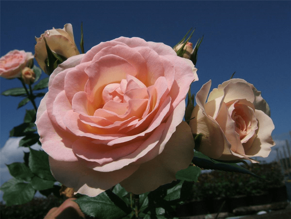 Beetrose 'Garden of Roses'® - Gartenglueck und Bluetenkunst - DerGartenMarkt.de - Pflanzen > Gartenpflanzen > Rosen > Beetrosen - DerGartenmarkt.de shop.dergartenmarkt.de