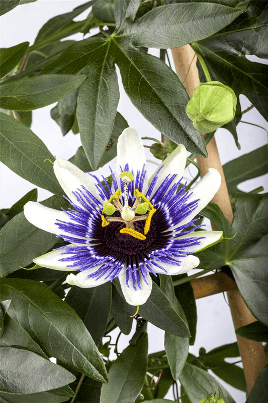 Blaue Passionsblume - Gartenglueck und Bluetenkunst - DerGartenMarkt.de - Pflanzen > Gartenpflanzen > Kletterpflanzen - DerGartenmarkt.de shop.dergartenmarkt.de