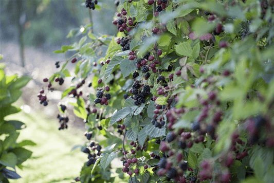 Brombeere Polar Fruits® 'Blackberry' - Gartenglueck und Bluetenkunst - DerGartenMarkt.de - Obst > Beerenobst > Brombeeren - DerGartenmarkt.de shop.dergartenmarkt.de