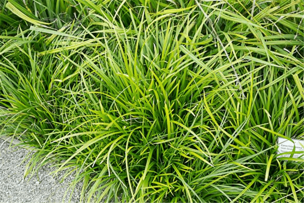 Carex foliosissima 'Irish Green' - Gartenglueck und Bluetenkunst - DerGartenMarkt.de - Pflanzen > Gartenpflanzen > Gräser - DerGartenmarkt.de shop.dergartenmarkt.de